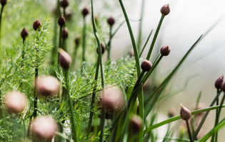 garden plants