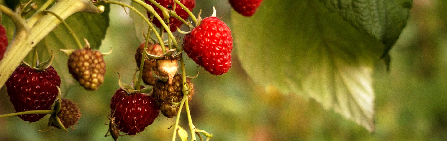 Raspberries in Autumn - Fruiting and Planting