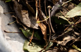 Autumn leaves in a wheelbarrow