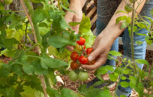 Ellen harvesting some tomatoes