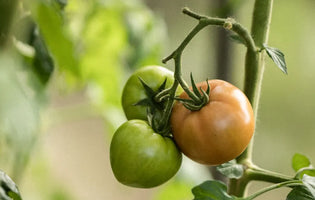 Tomatoes on the vine