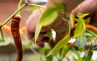 Chillis being harvested