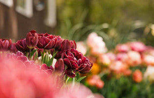 Selection of flowers in bloom