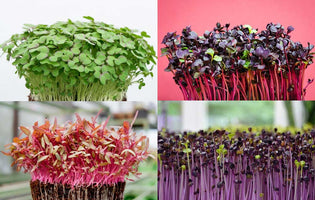 Microgreens - Year-Round Sowing and Eating