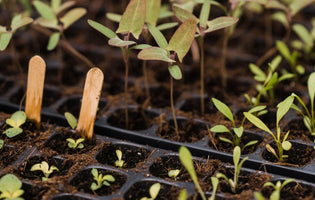 Seedlings growing in black seed trays