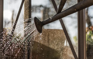 Watering can watering greenhouse crops