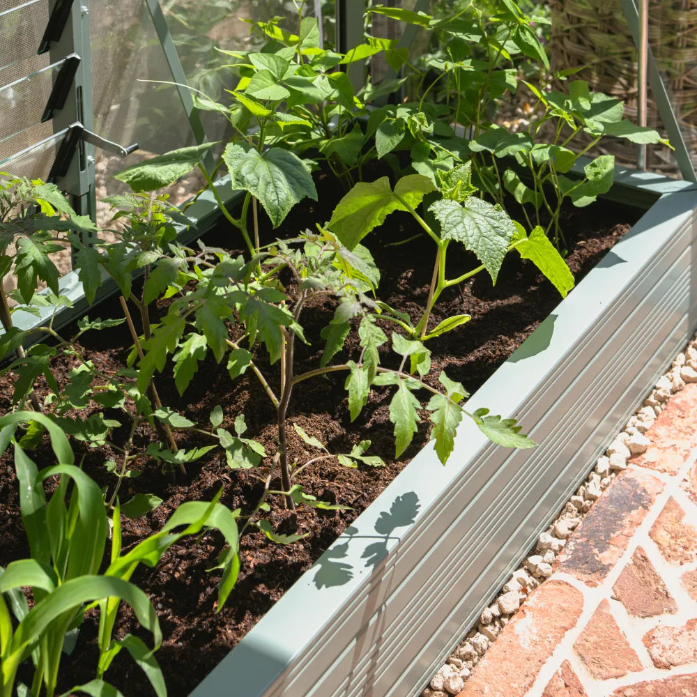 Plants grow in a Rhino metal raised garden bed surrounded by soil, within a Rhino Greenhouse. Sunlight highlights the lush green leaves, with paving stones and gravel bordering the area.