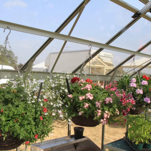 Hanging flower baskets filled with vibrant pink, red, and white blooms are displayed inside a Rhino Greenhouse. Sunlight filters through the glass roof, illuminating a garden scene with nearby plants and trays.