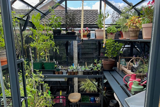 Plants are arranged on shelves inside a glass Rhino Greenhouse. Various potted plants, including tomatoes, are growing, surrounded by gardening tools like watering cans and baskets, under a sunlit, clear roof.