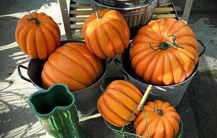 The Autumn Vegetable Glut: Preservation, Recipes, and Gifting Ideas