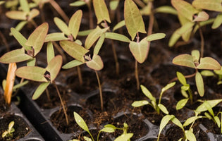 new seedlings in seed trays