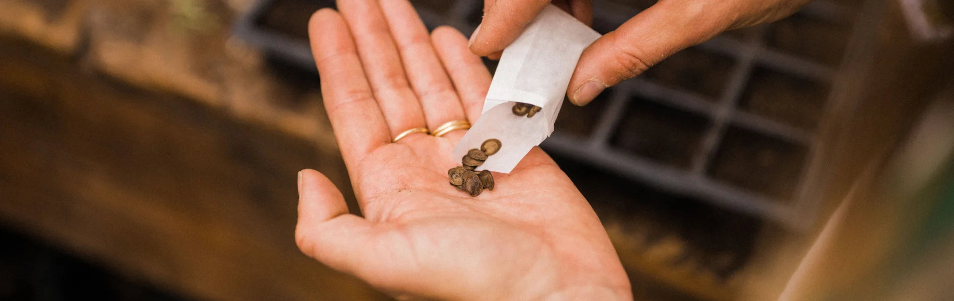 Seeds being poured into a hand