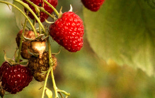 Raspberries in Autumn - Fruiting and Planting