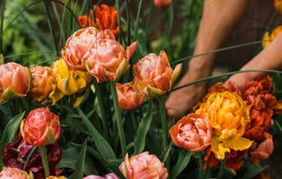 Flowers in bloom