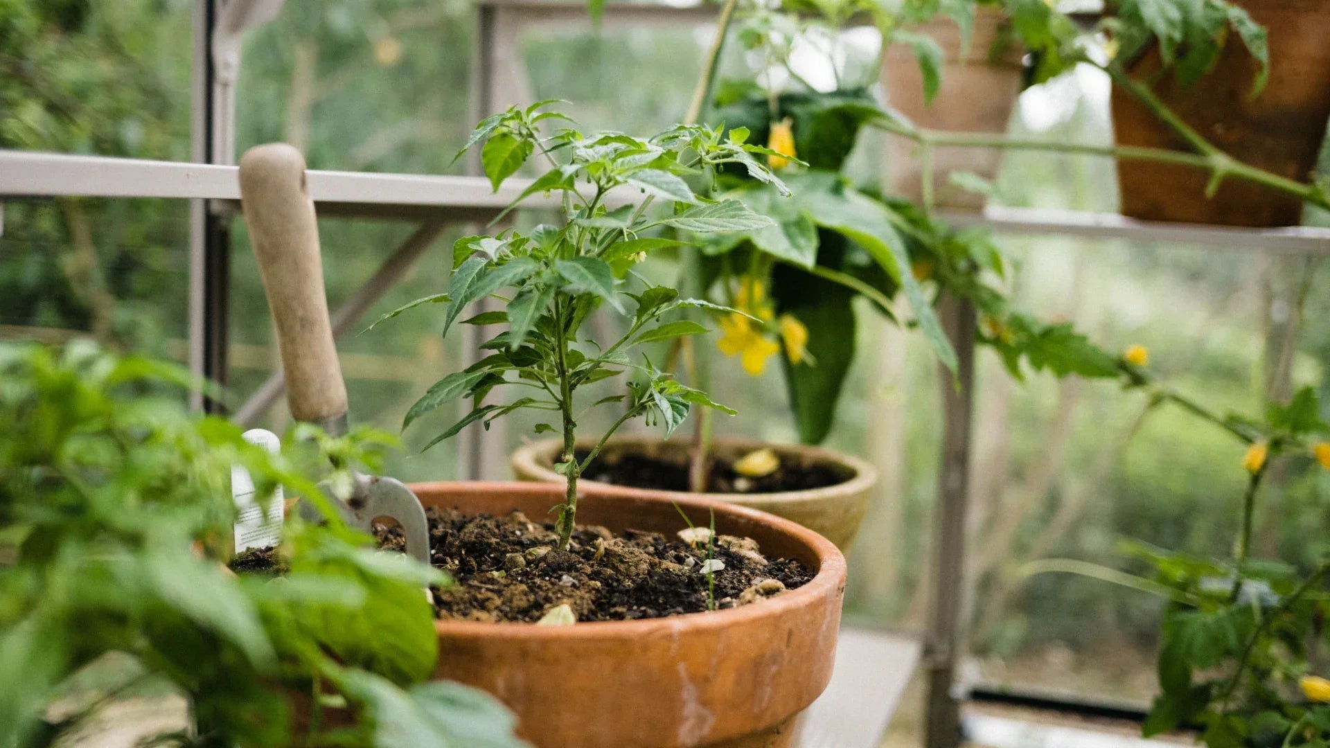 Six Unusual Things to Grow in your Greenhouse