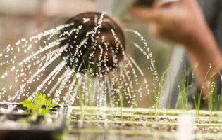 How to Save Water in Your Garden - Tips of the Trade