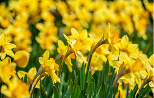 Daffodil field 