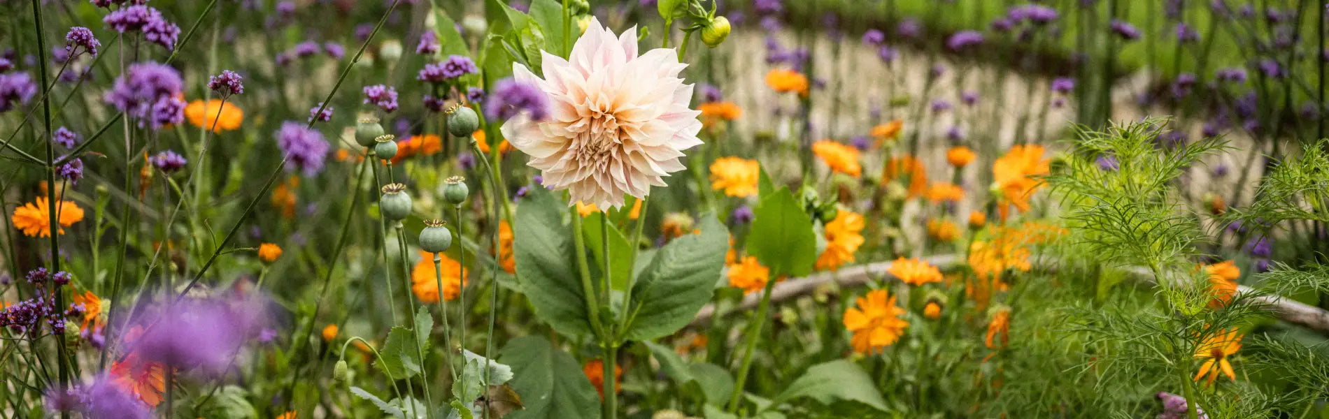 Selection of wildflowers in bloom