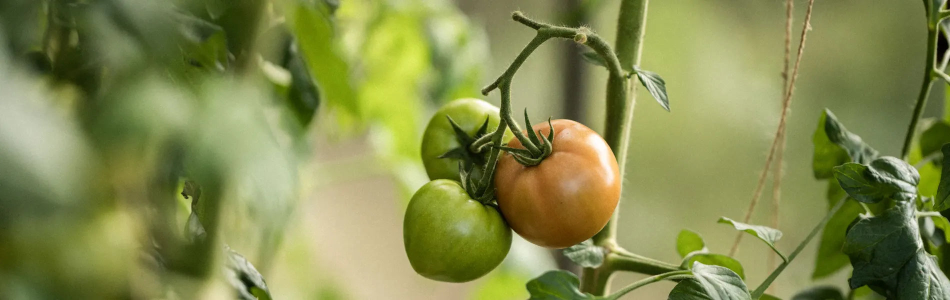 Tomatoes on the vine