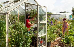 Growing Cyclanthera pedata (Achocha)