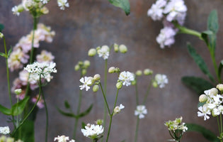 Wildflowers