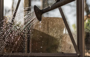 Watering plants in greenhouse