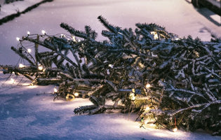 What To Do with Your Christmas Tree Post-Christmas