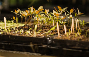 Seedlings growing in a greenhouse