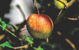 January at Norfolk School of Gardening - Planting Fruit Trees