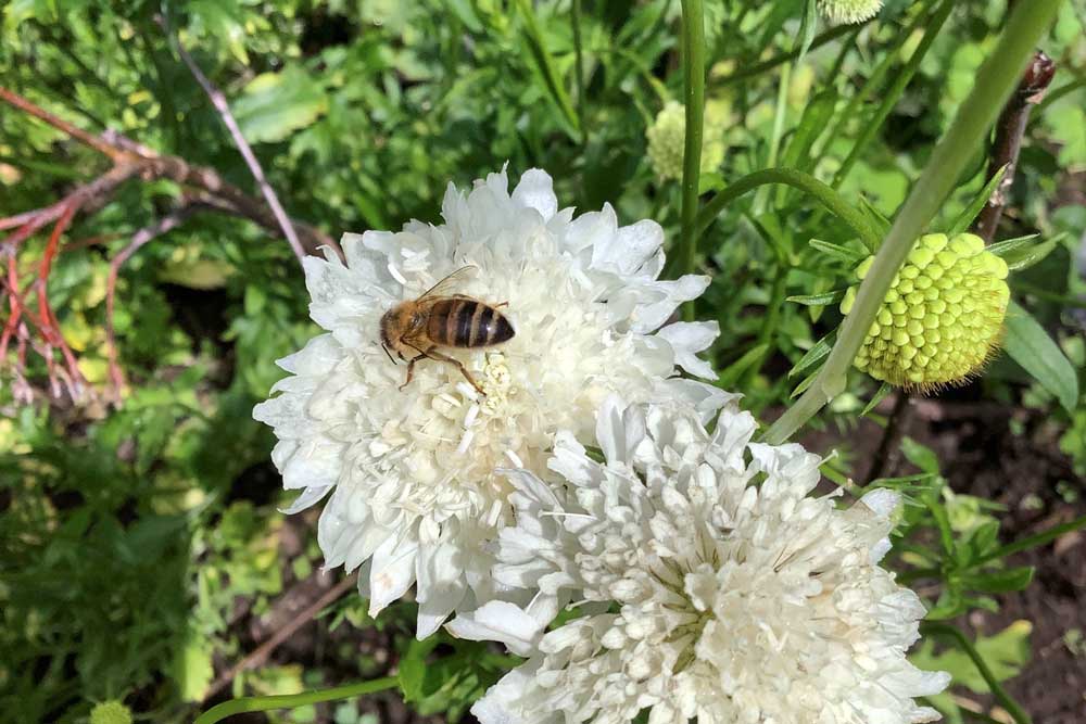 Flower Farmer's Blog: July jobs in the garden