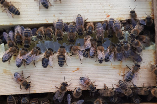 Hawkwell Herbology: Lemony Drinks & Autumn Beekeeping