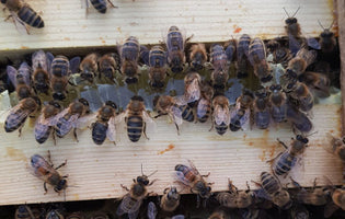 Hawkwell Herbology: Lemony Drinks & Autumn Beekeeping