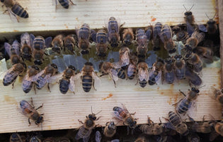 Hawkwell Herbology: Autumn Beekeping - Varroa Mite