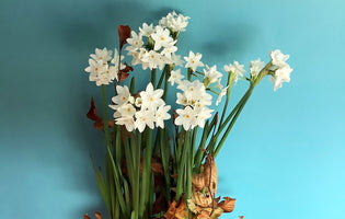 Winter Bulbs in 5 Weeks & Autumn Sowing Update
