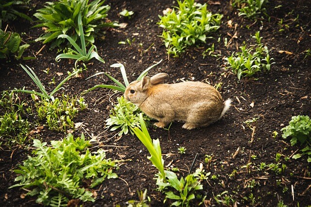 This week from Norfolk School of Gardening - Tales from the Walled Garden