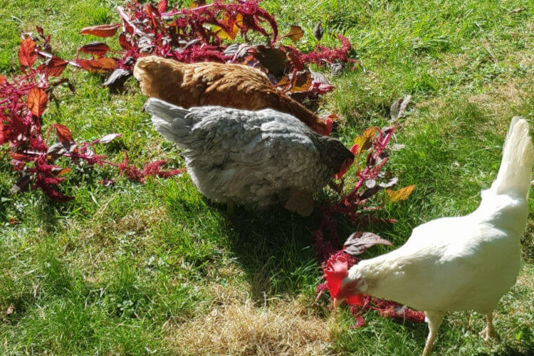 Hawkwell Herbology: Animals Eat Herbs Too