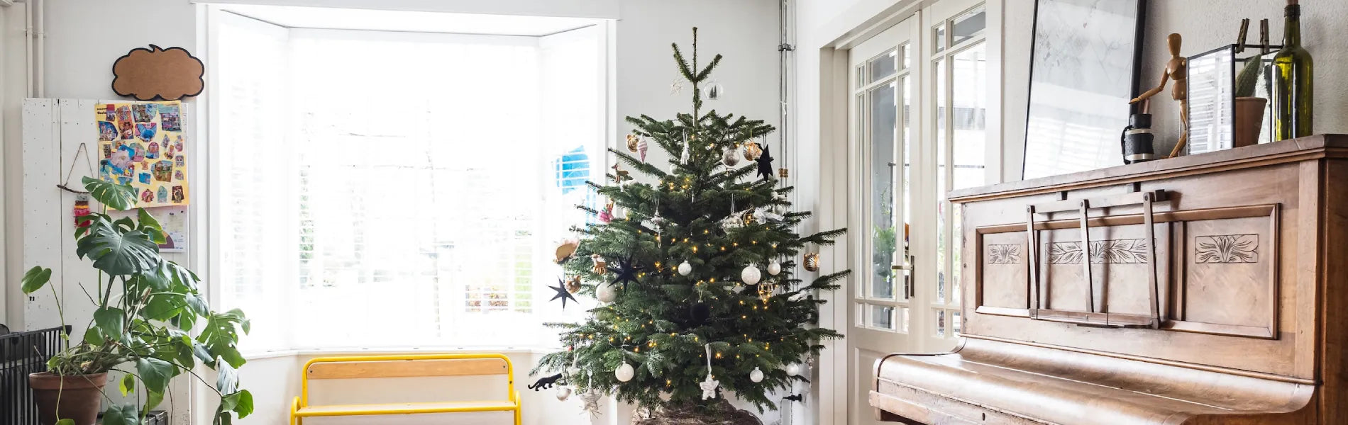 How to Care for Your Christmas Tree Greenhouses Direct