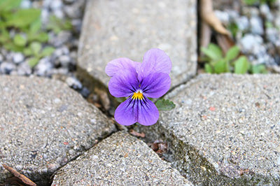 Guerrilla Gardening