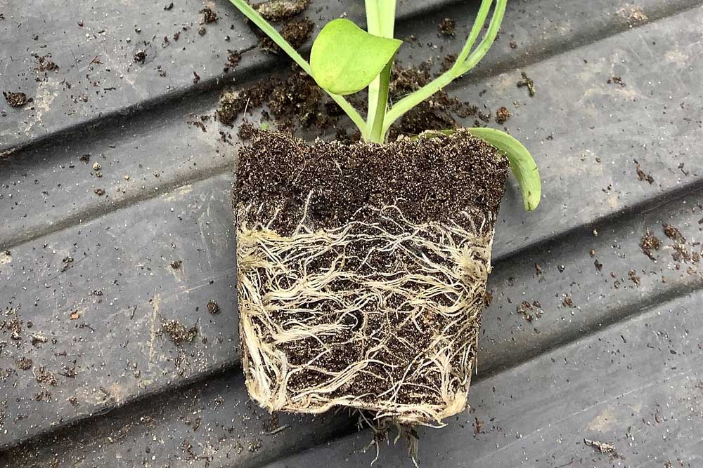 How To Encourage Root Growth and Improve Seedling Survival Rates in Autumn