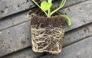 How To Encourage Root Growth and Improve Seedling Survival Rates in Autumn
