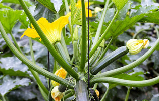 Our Essential Guide: How To Grow Courgettes & Squash