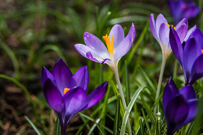 February at Norfolk School of Gardening - Premature Spring Flowers & Being Peat-Free