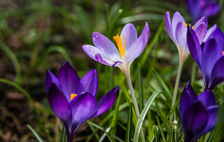 February at Norfolk School of Gardening - Premature Spring Flowers & Being Peat-Free