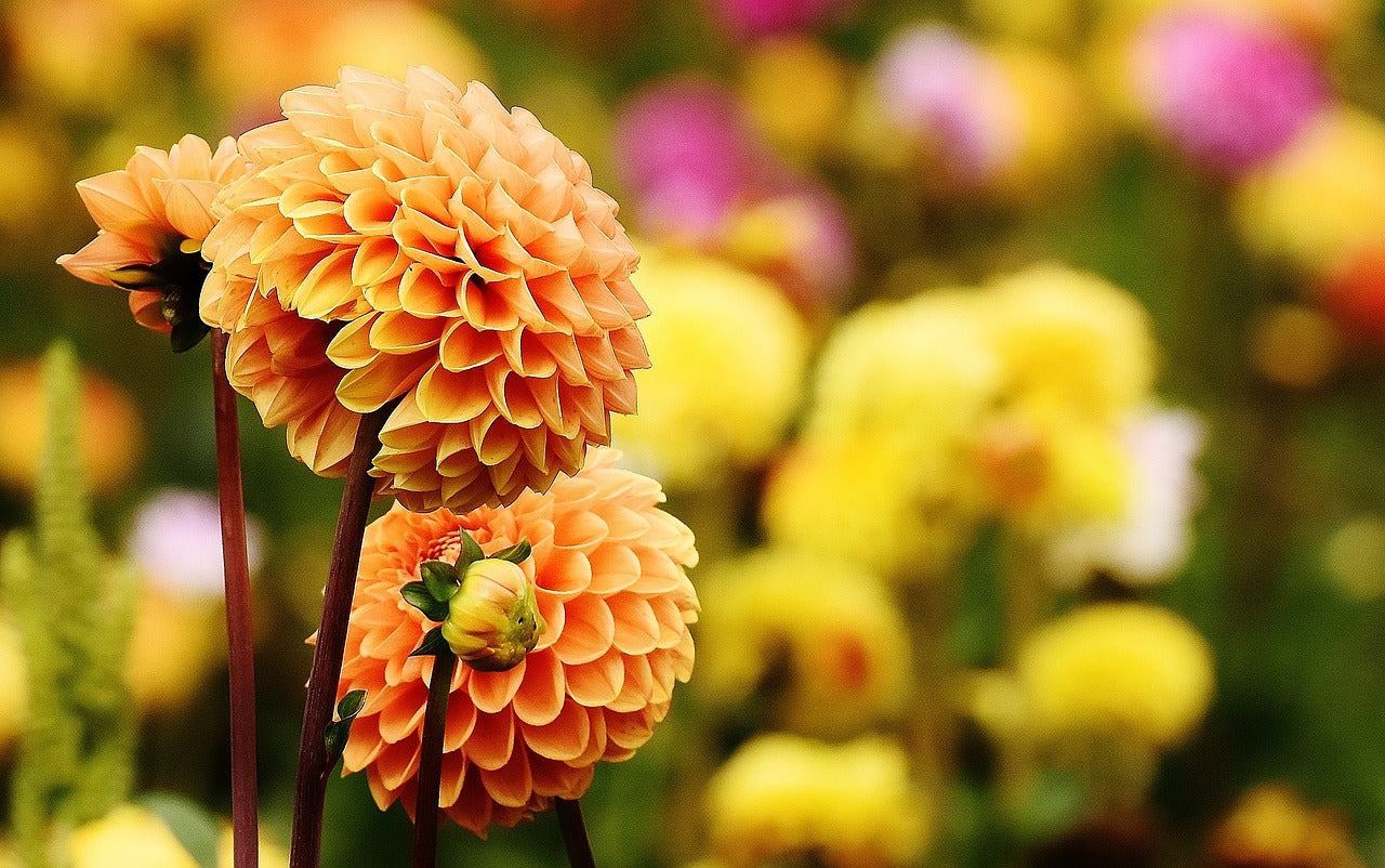 Dahlia Tubers: Hardening Off and Potting Up