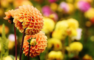 Dahlia Tubers: Hardening Off and Potting Up