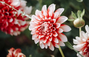 Dahlias - Thinking Forward and Back