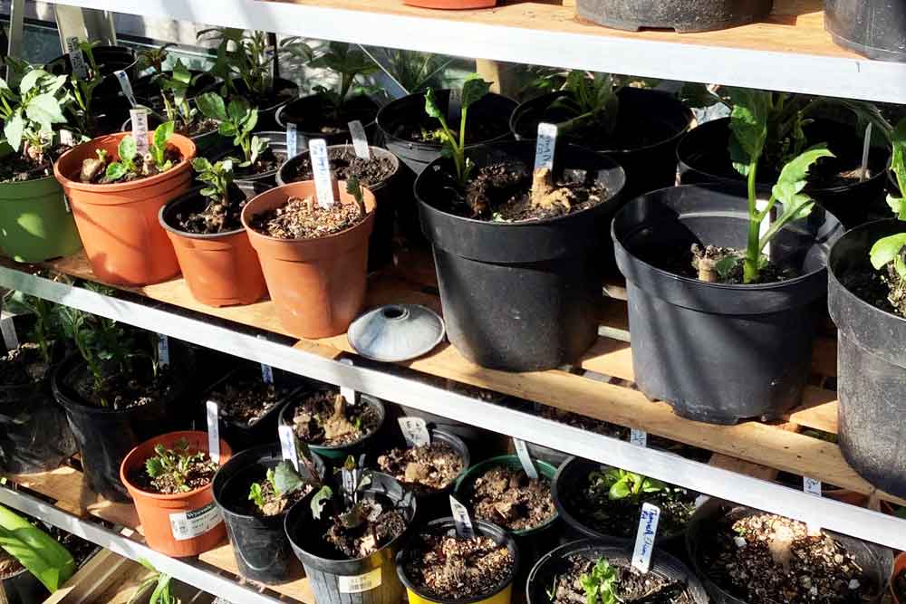 Flower Farmer's Blog: Pest Patrol