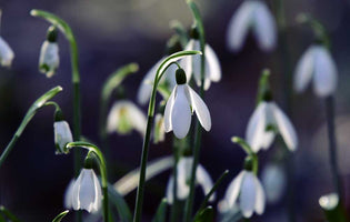 Tips for Planting Snowdrops
