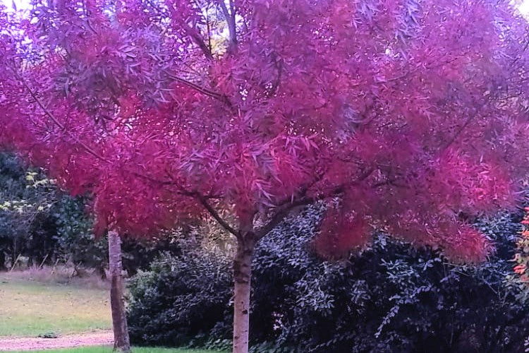 This week from Norfolk School of Gardening - What you should be doing this Month