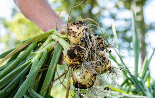 Onions being pulled from the ground